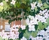 Duchess Dogwoods