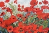 Poppies